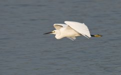 little egret flight MP D810 500mm_DSC1394.jpg