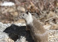 rock squirrel.JPG