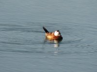 2014.10.05 White-headed Duck.JPG