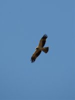 2014.10.05 Booted Eagle.jpg