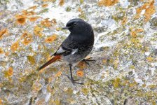 A4 Black Redstart (Phoenicurus ochruros)  1a Cape St Vincent Portugal 121013_edited-112102013_LQ.jpg