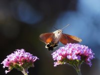 Hummingbird Hawkmoth resized 04908.jpg