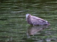 bc night heron imm KP HK 586mm 2x IMG_7004.jpg