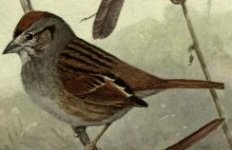 Swamp sparrow.jpg