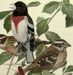 rose breasted grosbeak.jpg