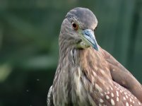 bc night heron imm KP HK 1365mm 2x c IMG_7088.jpg