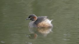 Grebe.JPG