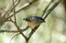 Pardalote.JPG