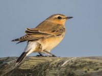 Wheatear-in-sun-2-small.jpg