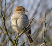 RB-Shrike-9-small.jpg