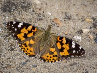 Painted-Lady-small.jpg