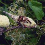 milkweed-bugs.jpg