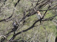 2014.09.16 Booted Eagle.JPG