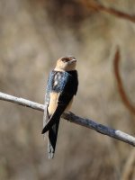 Red-rumped Swallow.jpg