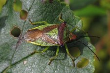 Hawthorn Shieldbug, Kingmoor Sidings Nature Reserve, 16 September 14 1200pix.jpg