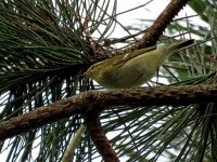 warbler yellowbrowed (1) (Medium).JPG