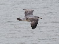 gull herring2ndyr (1) (Medium).JPG