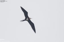 Frigatebird,Lesser_001-2.jpg