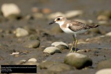 Greater Sand-Plover.jpg