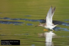 Terek Sandpiper.jpg