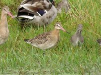 godwits.JPG