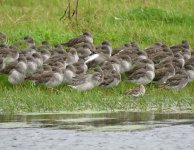 redshank22.jpg