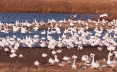 Snow Geese 2014-2.jpg