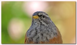 house bunting emberiza sahari 3.jpg