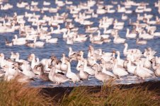 Snow Geese 2014-5.jpg