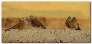 house bunting emberiza sahari 2.jpg