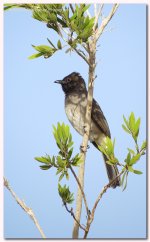 common bulbul pycnonotus barbatus.jpg