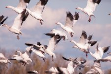 Snow Geese 2014-6.jpg