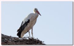 white stork ciconia ciconia 3.jpg