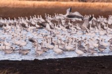 Snow Geese 2014-7.jpg