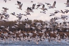 Snow Geese 2014-8.jpg