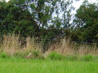 Whinchats Porters Mill.jpg