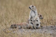 2014_08_13 (7b)_Black-tailed_Prairie_Dog (800x533).jpg