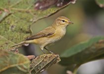 A1 Chiffchaff, Phylloscopus collybita 1 Sagres Algarve 19101319102013_LQ.jpg