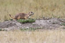 2014_08_13 (8)_Black-tailed_Prairie_Dog (800x533).jpg