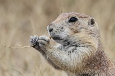 2014_08_13 (10)_Black-tailed_Prairie_Dog (800x533).jpg