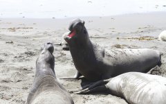 elephant seals.JPG