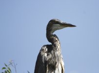 great blue heron.JPG