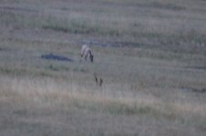 2014_08_13 (14)_Coyote (800x533).jpg