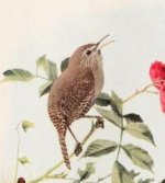 house wren.jpg