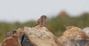 Little Owl.jpg