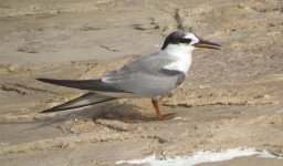 9tern.JPG