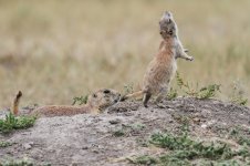 2014_08_13 (9)_Black-tailed_Prairie_Dog (800x533).jpg