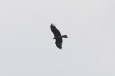 Black-eared Kite.jpg