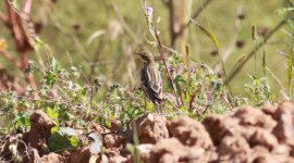 Red-throated Pipit.jpg