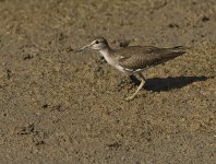 common sandpiper MP D810 300mm_DSC2896.jpg